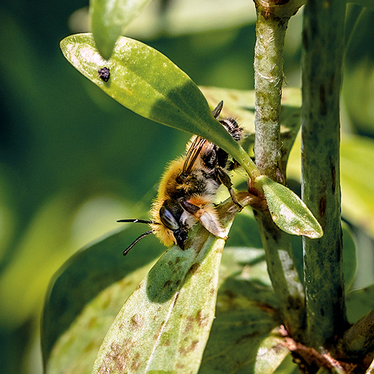 Megachile willughbiella