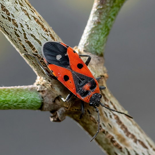 Melanocoryphus albomaculatus