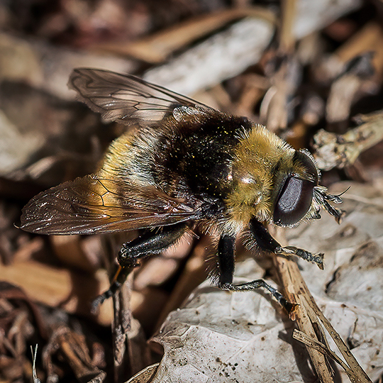 Merodon equestris