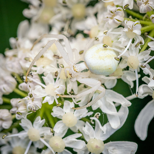 Misumena vatia