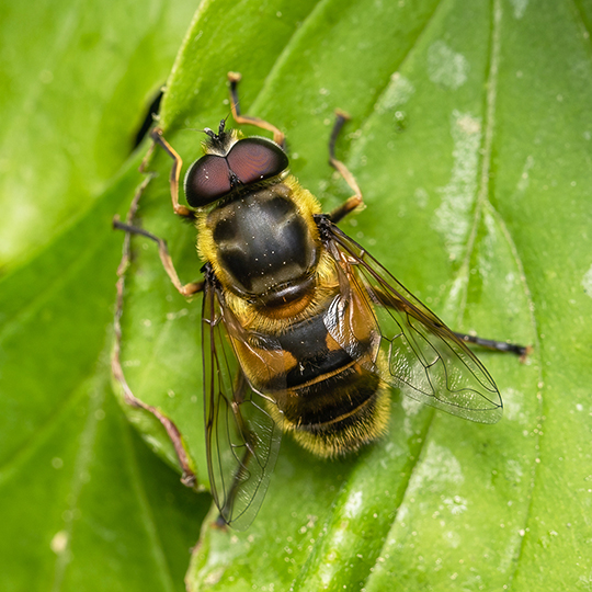 Myathropa florea