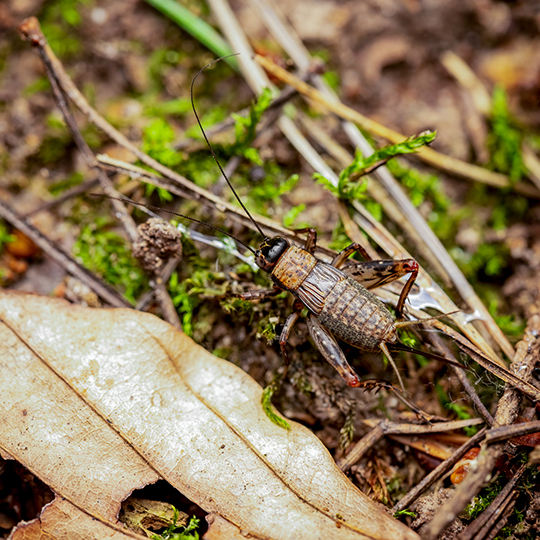 Nemobius sylvestris