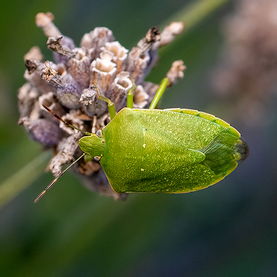 Nezara viridula