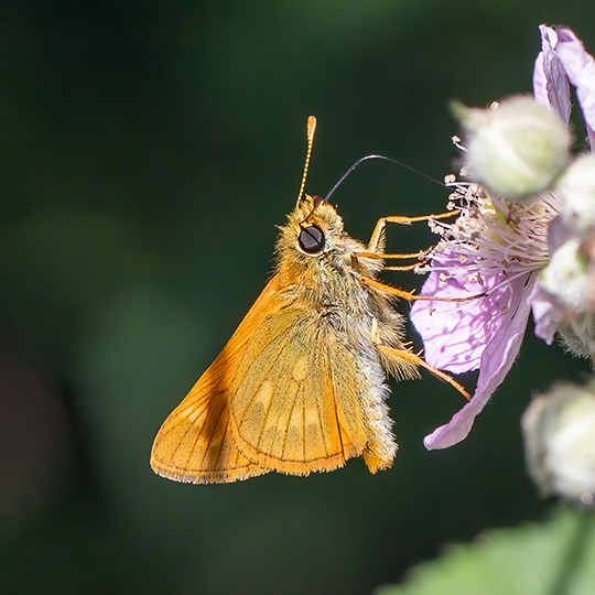 Ochlodes sylvanus