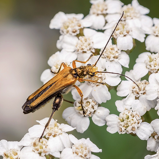 Oedemera podagrariae