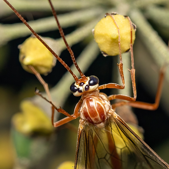 Ophion obscuratus