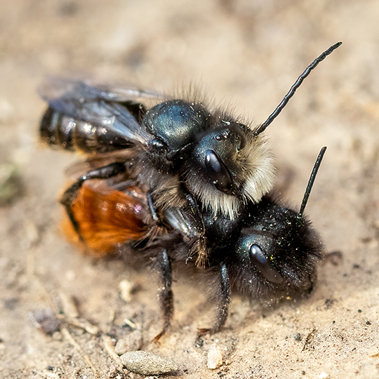 Osmia cornuta