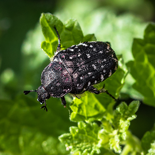 Oxythyrea funesta