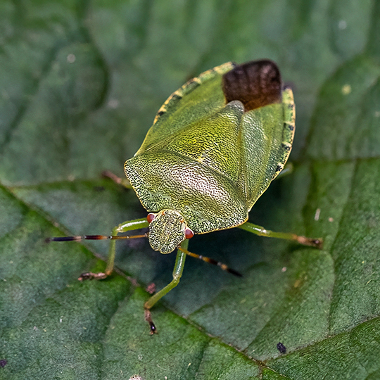 Palomena prasina