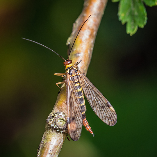 Panorpa cognata