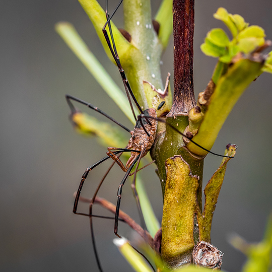 Phalangium opilio