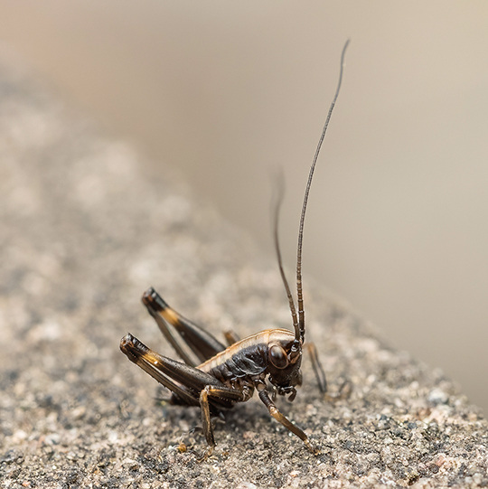 Pholidoptera griseoaptera