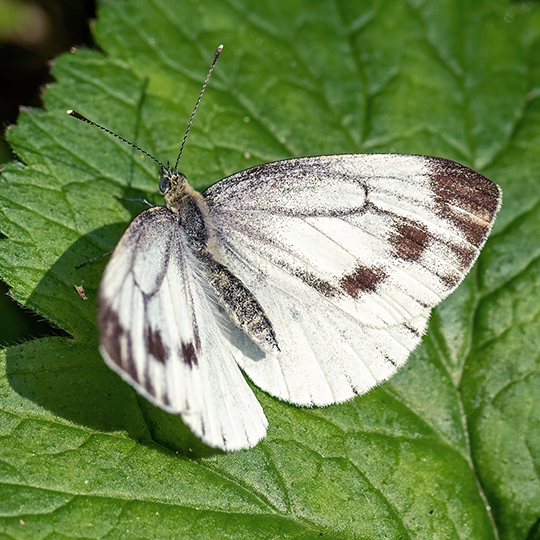 Pieris napi