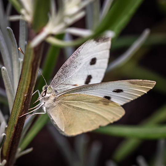 Pieris rapae