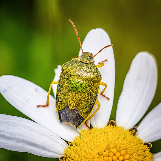 Piezodorus lituratus