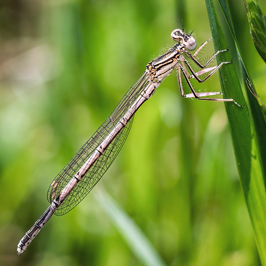 Platycnemis pennipes