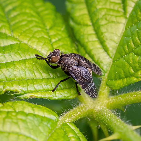 Platystoma seminationis