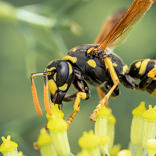 Polistes dominula