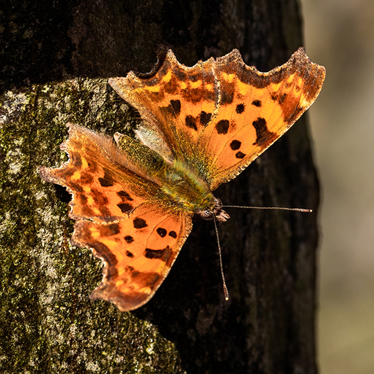 Polygonia c-album