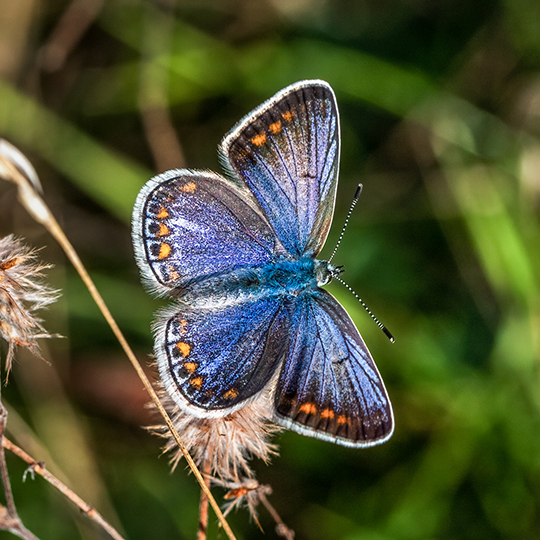 Polyommatus icarus