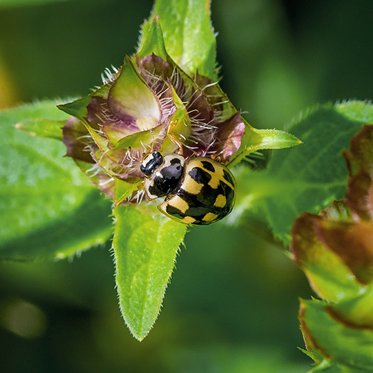 Propylea quatuordecimpunctata