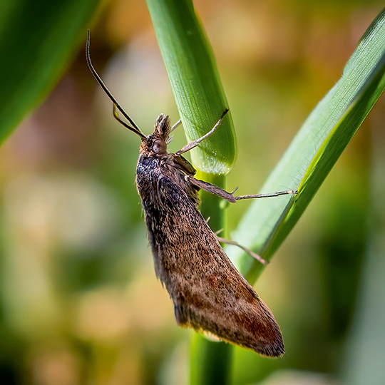 Pyrausta despicata