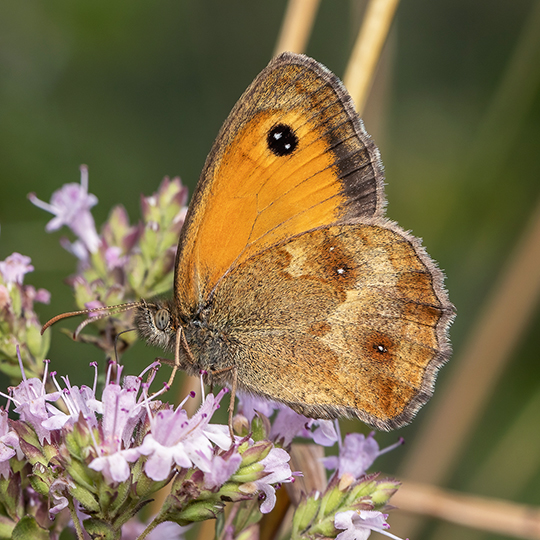 Pyronia tithonus