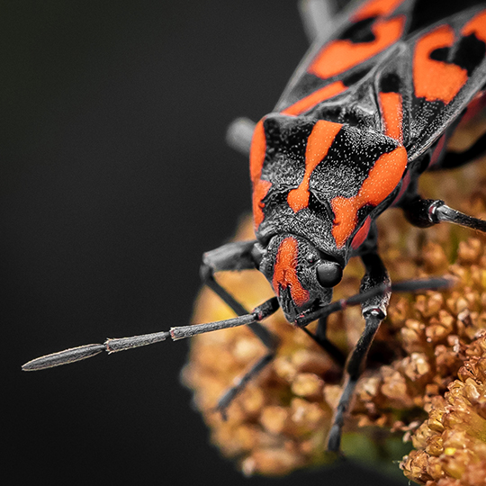 Spilostethus saxatilis