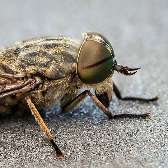 Tabanus bromius