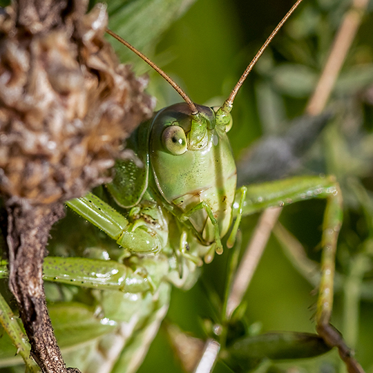 Tettigonia viridissima