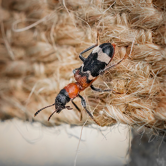 Thanasimus formicarius