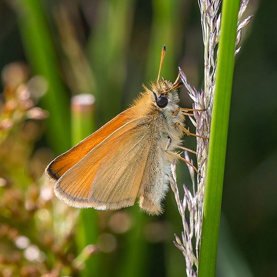 Thymelicus lineola