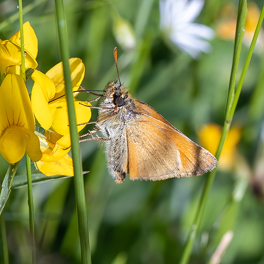 Thymelicus sylvestris