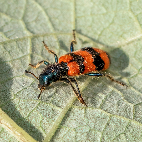 Trichodes apiarius