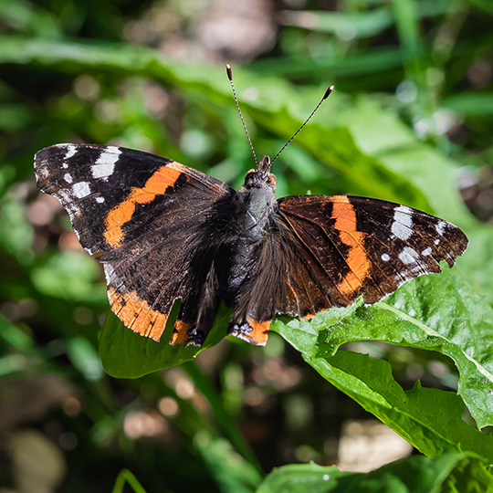 Vanessa atalanta