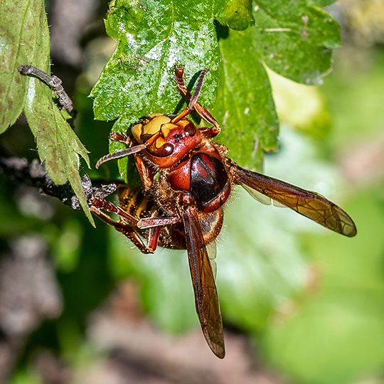 Vespa crabro