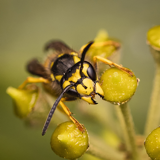 Vespula germanica