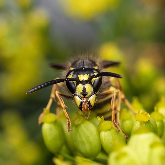 Vespula vulgaris