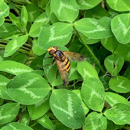 Volucella inanis